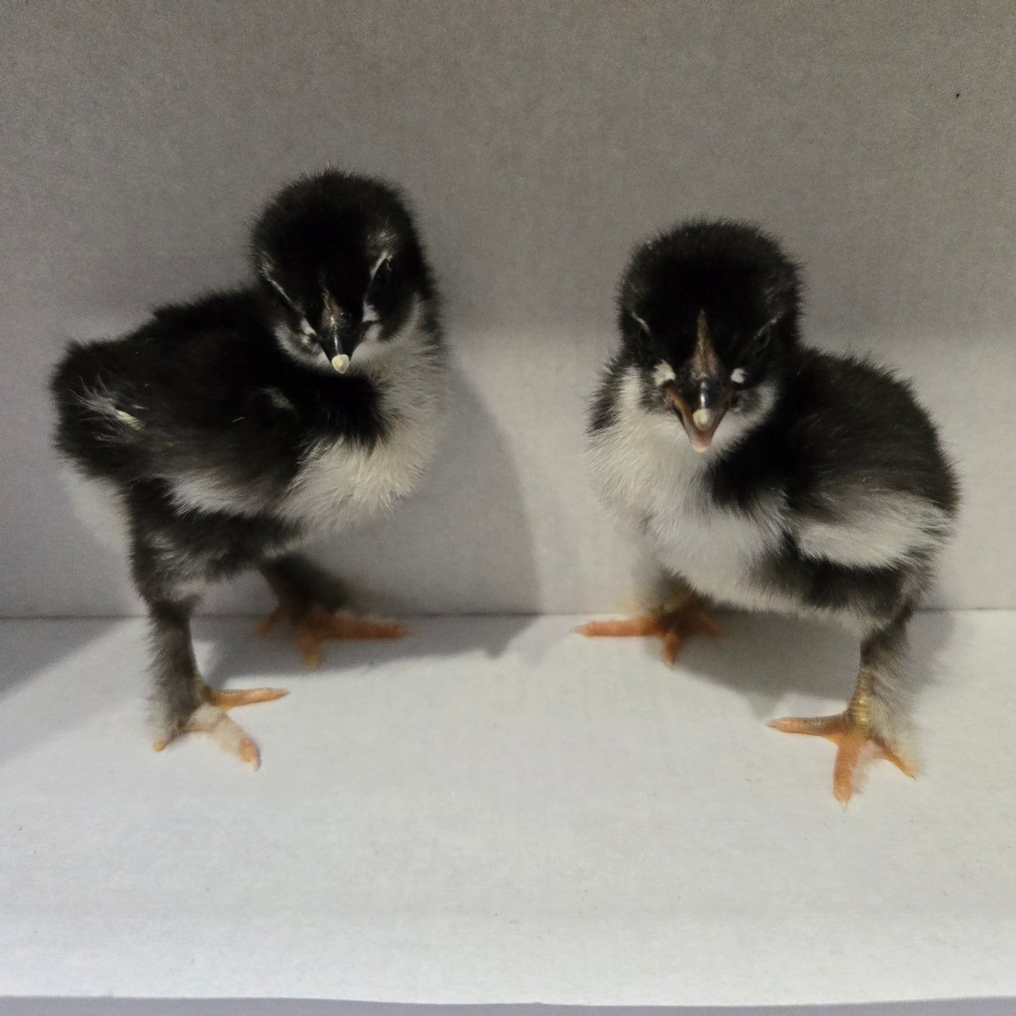 Black Copper Marans - PICK UP ONLY