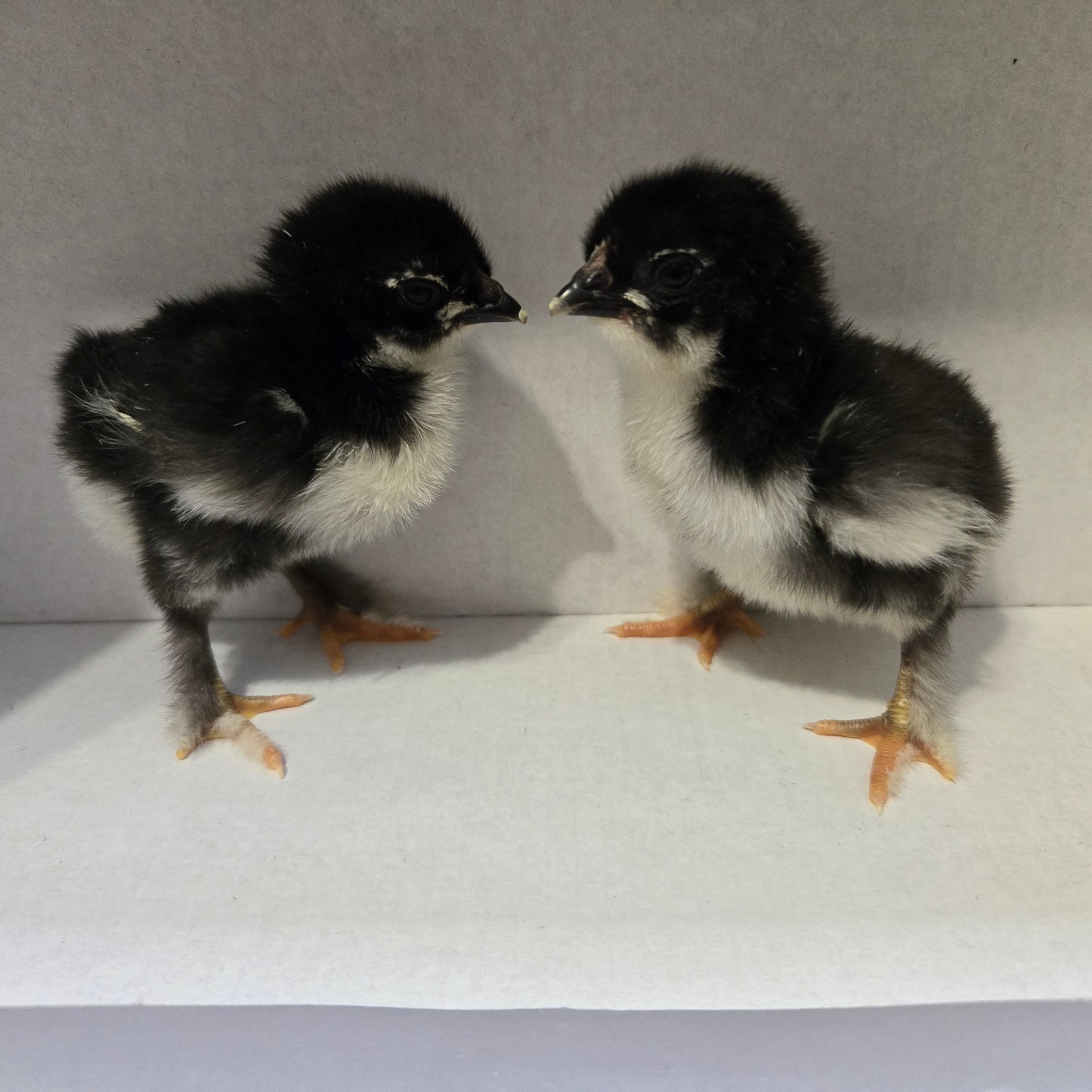 Black Copper Marans - PICK UP ONLY