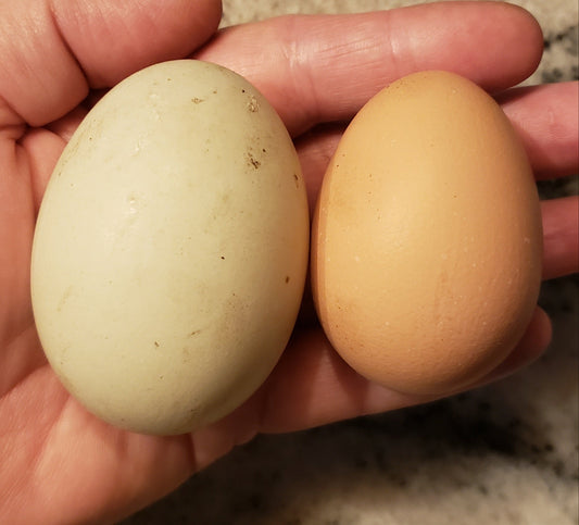 Dozen Duck eggs - PICK-UP ONLY