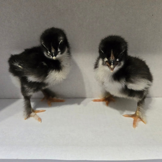 Black Copper Marans - PICK UP ONLY